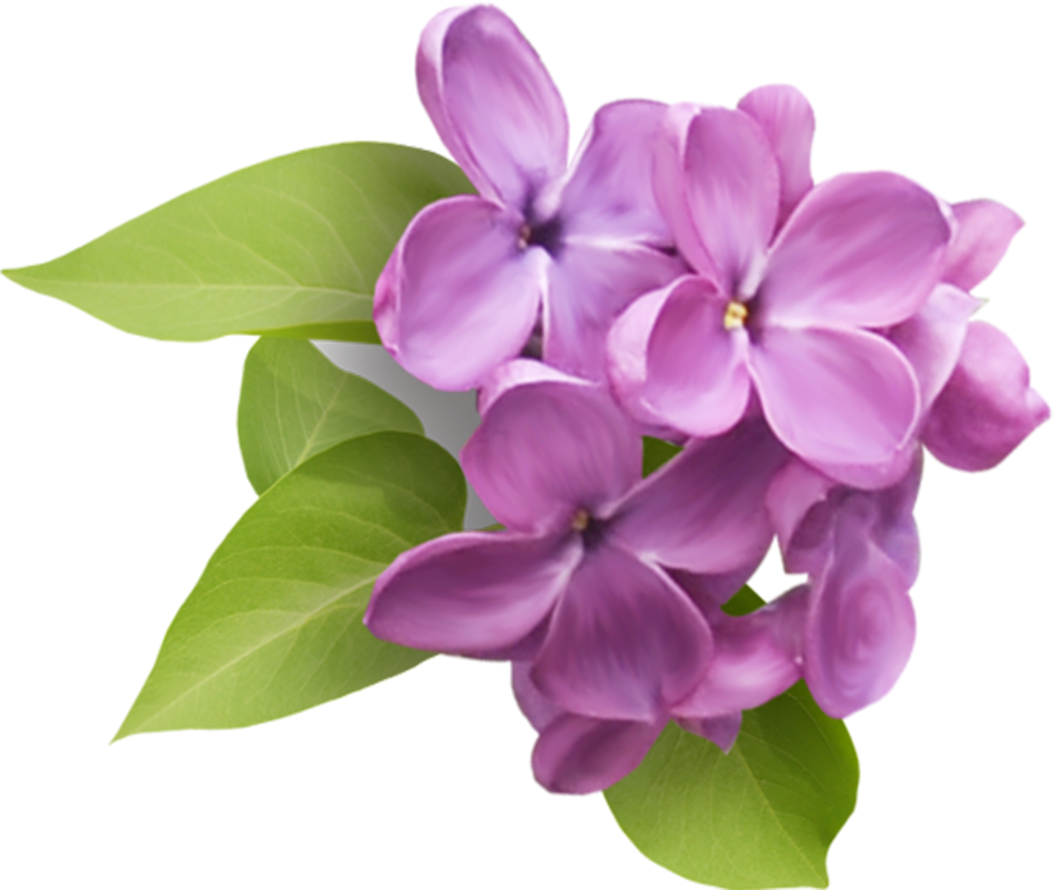 0_d11bf_2d03fbe9_orig1a94eff556b2c2fe.png