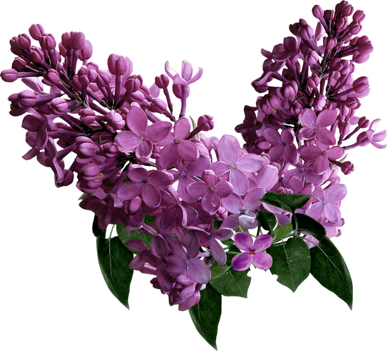 krystyscrapdesigns_growwithlove_lilac34fc6e942ab42c4c4.png
