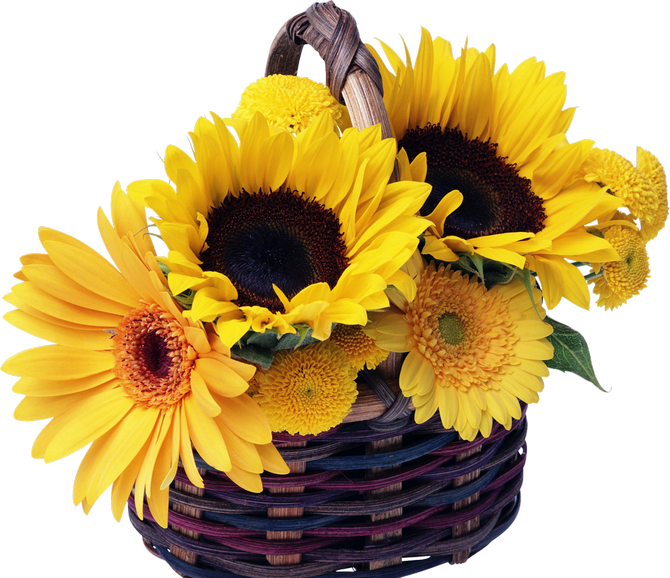 Beautiful-Flowers-16-75553c56efe8beb219.png